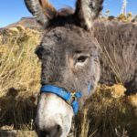 Blaster the Burro