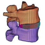 3D vertebrae model