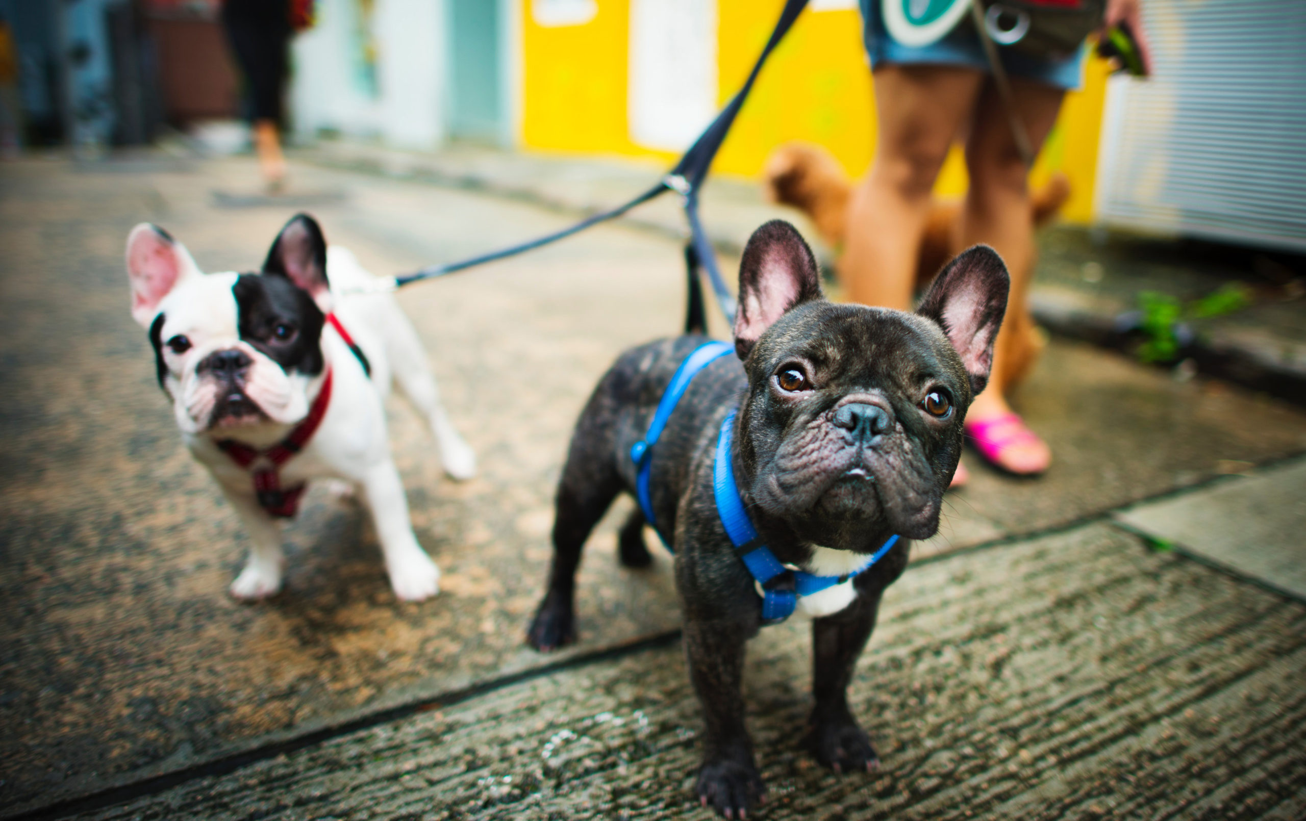 dogs walking 2 dogs