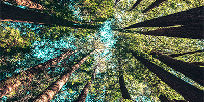 forest trees, view looking up to treetops