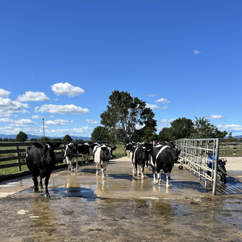 Traveling to the Dairy Farms of New Zealand