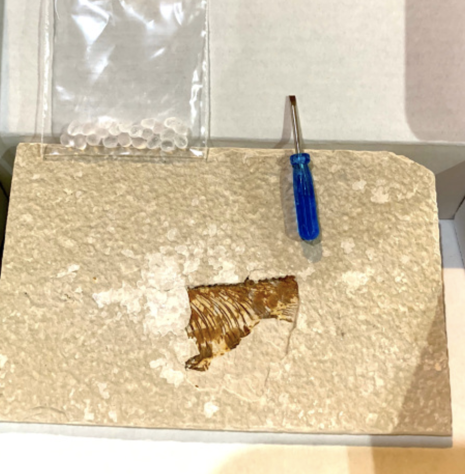 dig your own fossils