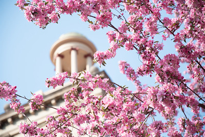 guggenheim tower with tree blossom in foreground