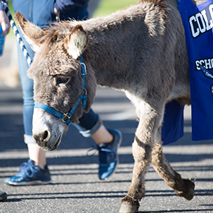 Blaster the burro