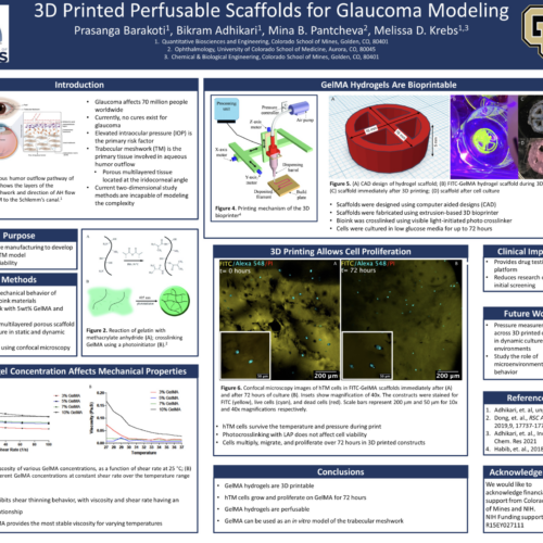 P24 3D Printed Perfusable Scaffolds for Glaucoma Modeling